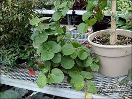 Image result for Cissus rotundifolia