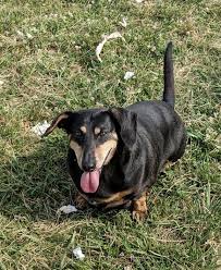 This is a growing list of dachshund rescue organizations. Dog For Adoption Yoyo A Dachshund Mix In Dayton Oh Petfinder