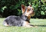 Silky Terrier Breed Information & Pictures (Australian ...