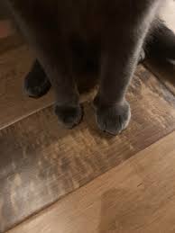 Bees, the bees always win. My Cat S Bee Stung Paw R Mildlyinteresting Mildly Interesting Know Your Meme