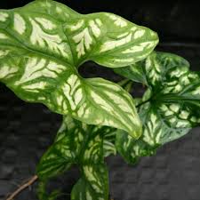 Image result for Cercestis