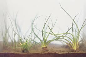 Image result for Isoetes