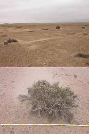 Image result for Arthraerua leubnitziae