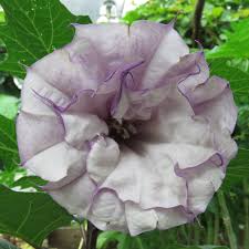 Image result for Datura