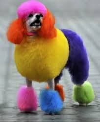 We also sell all types of sterilizers , hair clippers, barbers apron , cape for customer, hair spray, rubbing alcohol, neck. Bridpaws Now Has Dyex Doggy Hair Bridpaws Pet Grooming Facebook