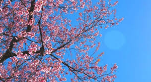 Date du printemps 2026 : pourquoi le premier jour de printemps ne commence  pas le 21 mars ?