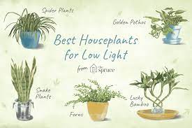 Give rooms special flair with beautiful plants. Low Light Indoor Plants For Your Home