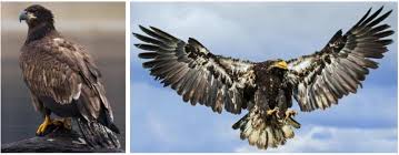 Follow my new bird blog: Birds Of Prey In The Usa 26 Common Species Bird Watching Hq