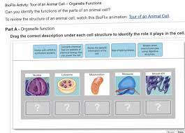 Learn about the most important organelles and structures of the animal cell along with the function of major organelles. Bioflix Activity Tour Of An Animal Cell Organelle Chegg Com