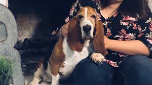 Basset hounds are celebrated in. Hewitt Hound S Happy Homecoming Remembered