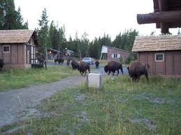 Yellowstone national park, mammoth, wyoming. Bisons Autour Des Cabanes Picture Of Lake Lodge Cabins Yellowstone National Park Tripadvisor