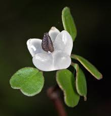 This also allows the snail to move along upside down. Deciduous Plants In New Zealand New Zealand Plant Conservation Network