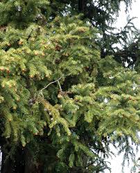 Image result for Landolphia foretiana