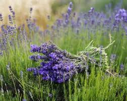 Image result for Lavandula angustifolia `Vera`