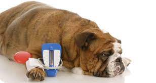Maybe you would like to learn more about one of these? 5 Early Warning Signs Of Diabetes In Dogs Petcoach