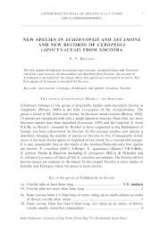 Image result for Secamone dewevrei