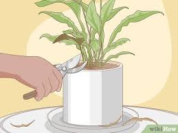 About the peace lily houseplant. How To Care For Peace Lilies 15 Steps With Pictures Wikihow