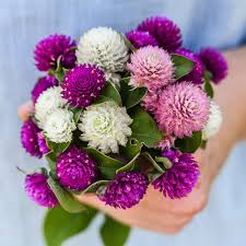 Image result for Sphaeranthus gomphrenoides