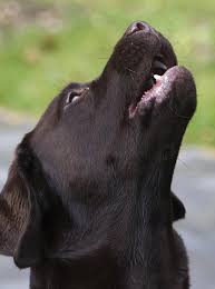 Life of a 3 day old puppy: Is Your Dog Howling Why Do Dogs Howl And What Does It Mean