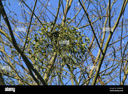 Image result for Viscum subserratum