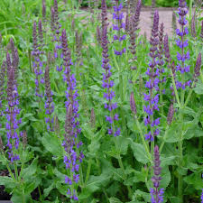 Image result for Salvia nilotica
