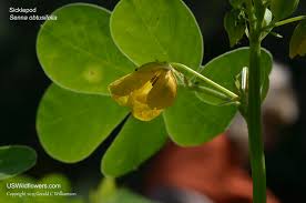 Image result for Senna obtusifolia