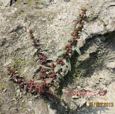 Image result for Ammannia aegyptiaca