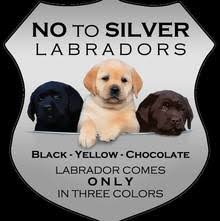 Check spelling or type a new query. White Lightning Labradors Home