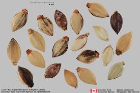 Image result for Eriochloa