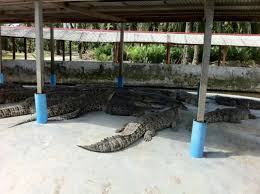 Jadi bukan menjadi hal yang mengherankan jika pada saat buaya kalia di temukan banyak yang mengunjungi hanya untuk sekedar melihat atau berpose. Taman Buaya Teluk Sengat Johor Selami Kehidupan Sang Bedal Haiwan Pemangsa Lokasi Percutian