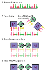 In this review we discuss how a decision to translate or to degrade a cytoplasmic mrna is reached. What Are Mrna Vaccines Advanced Science News
