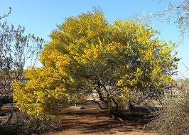 Acacia Notabilis Notable Wattle Non Native Semi Evergreen Shrub Small Tree Thornless Small Shrubby Tree Prune To Evergreen Shrubs Xeriscape Tree Pruning