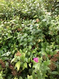 Redefine your garden with our summer flowering shrubs! Identify This Shrub Zone 5 Pink Blooms Mid Summer About 3 Ft Tall And Wide Gardening