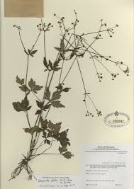 Image result for Sanicula elata