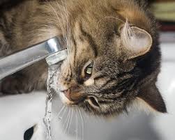 Most cats, as ancestral desert dwellers, are stealthy about drinking a lot of water. Eastshorevet