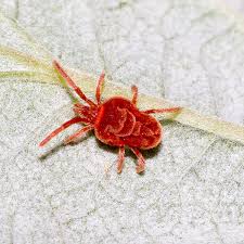 As they thrive in damp vegetation, they can often be found in your garden, usually spinning its web in dense shrubs and dwarf conifers. Trombidiidae Wikipedia