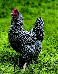 They do well in small to medium spaces and are a smaller version of a normal chicken. Chicken Breeds For Kids Raising Chickens