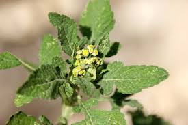 Image result for Dichrocephala