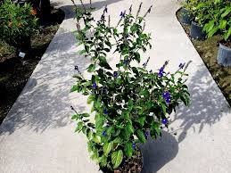 Image result for Stachytarpheta