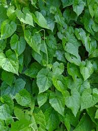 Image result for Mikania