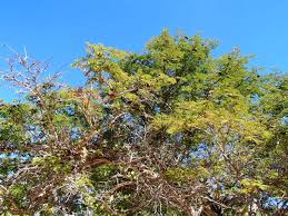 Image result for Libidibia coriaria