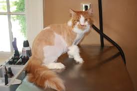 Some cats may even become aggressive when you attempt to groom. What Is A Lion Cut Cat Naps Cattery