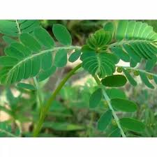 Ambil beberapa pokok daun dukung anak yang segar sekali dengan akarnya dan dibersihkan. Daun Dukung Anak Shopee Indonesia