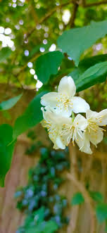 We did not find results for: Beautiful Tree With Flowers That Smell Like Jasmine What Is It Uk Gardening