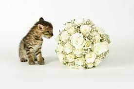 All parts of the flower are poisonous and can slow or disrupt your heart. Is Baby S Breath Toxic To Cats Learn About Baby S Breath Flowers And Cats