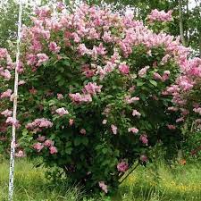 Lilac Bushes Botanical Gardens Near Me Syringa