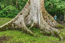 Image result for Ceiba