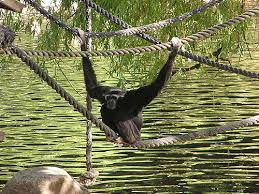 Image result for Hylebates cordatus