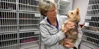 Please bring a leash or carrier with you if you intend to adopt a pet. Coronavirus Animal Shelters Empty Cages But Still Have Pets To Adopt