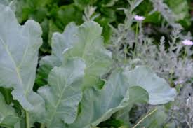 Image result for Crambe hispanica